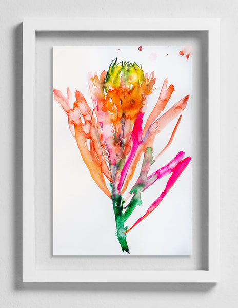 Fahren Feingold "PRIMADONNA"