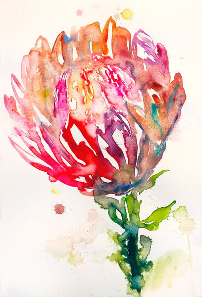 Fahren Feingold "PROTEAS MAXIMUS"