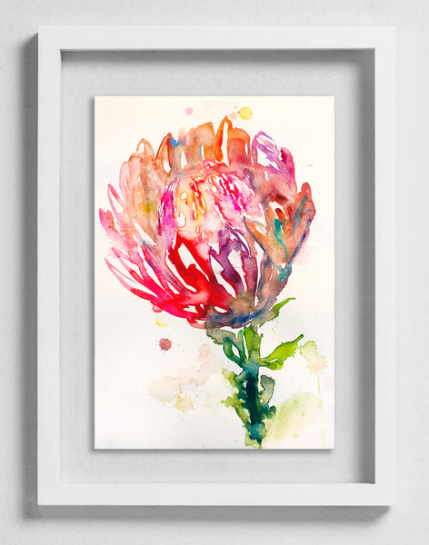 Fahren Feingold "PROTEAS MAXIMUS"