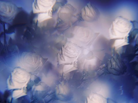 Indira Cesarine "Les Roses Violettes" Limited Edition