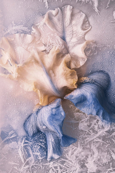 Heather Monks "Flash Frozen"