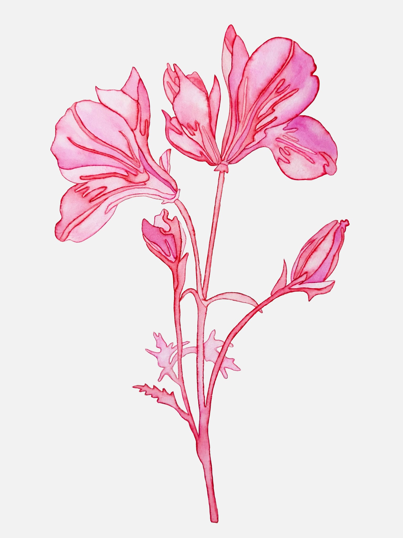 Helena Calmfors "Lillies" Watercolor Painting (Framed)