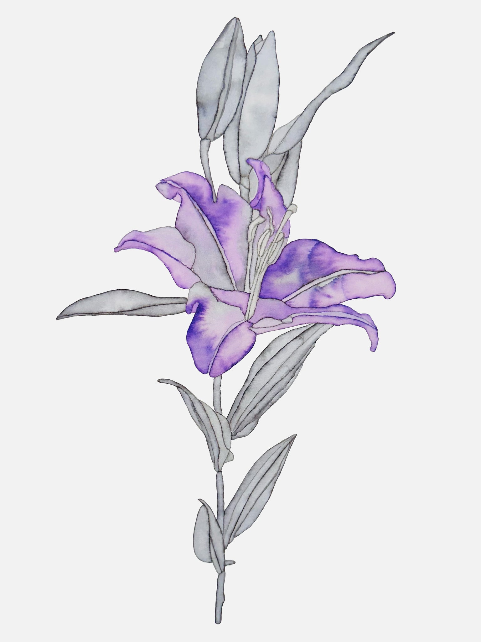 Helena Calmfors "Purple Lily" Watercolor Painting (Framed)