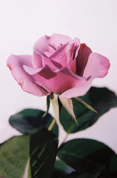 Logan White "The Weeping Rose, Lavender"