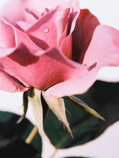 Logan White "The Weeping Rose, Lavender"