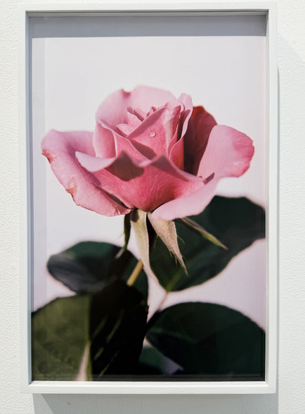 Logan White "The Weeping Rose, Lavender"