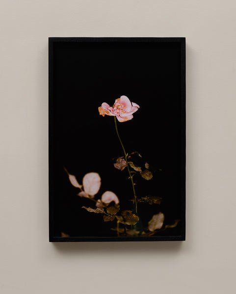 Logan White "The Weeping Rose, Night"