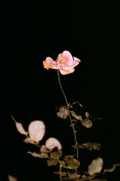 Logan White "The Weeping Rose, Night"