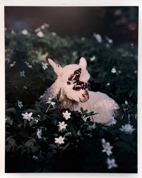 Synchrotania "Innerland: Birth"