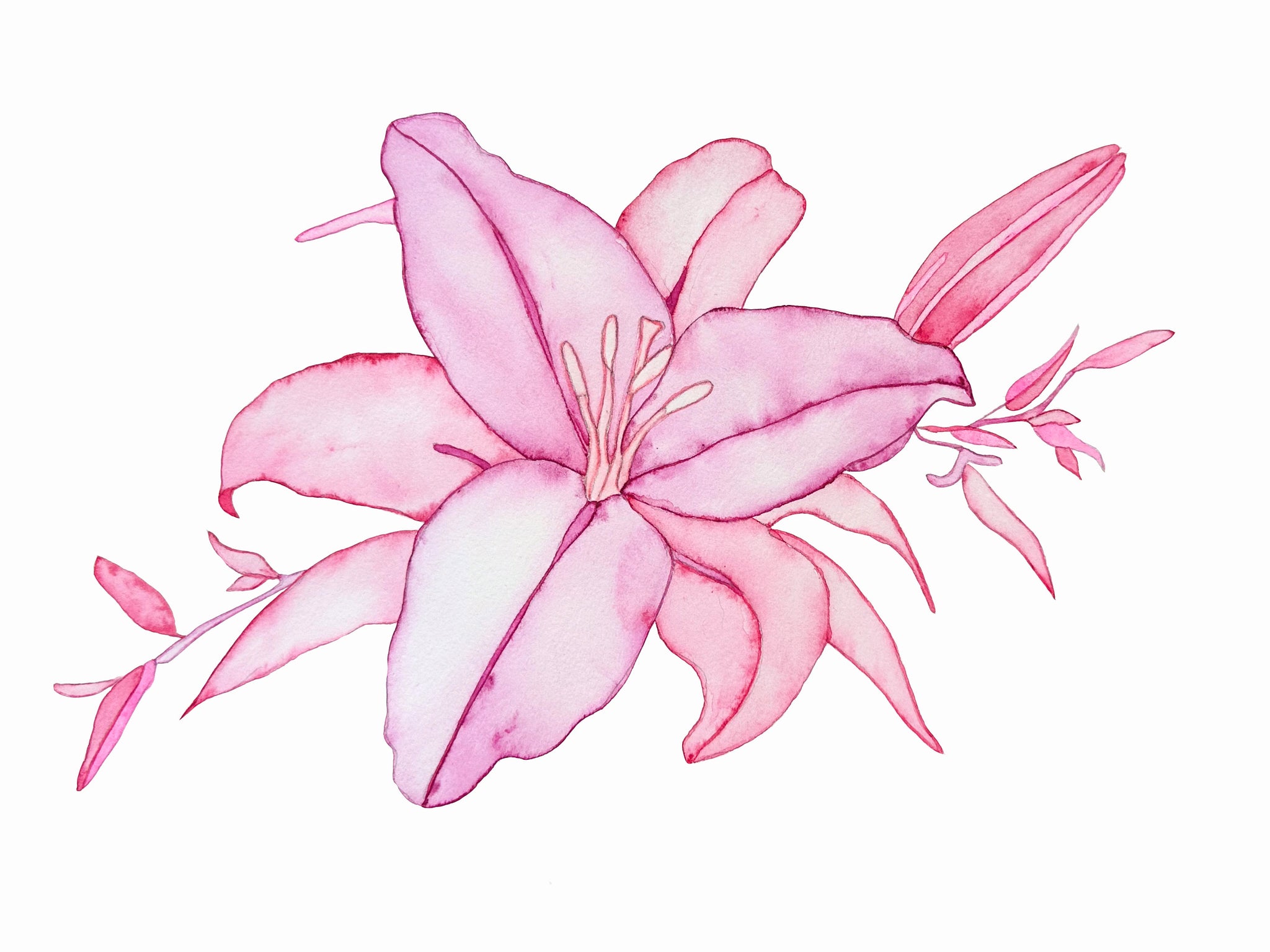 Helena Calmfors "Small Lily" Watercolor Painting (Framed)