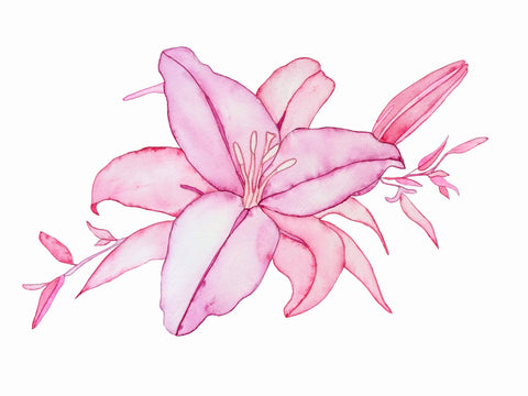 Helena Calmfors "Small Lily" Watercolor Painting (Framed)