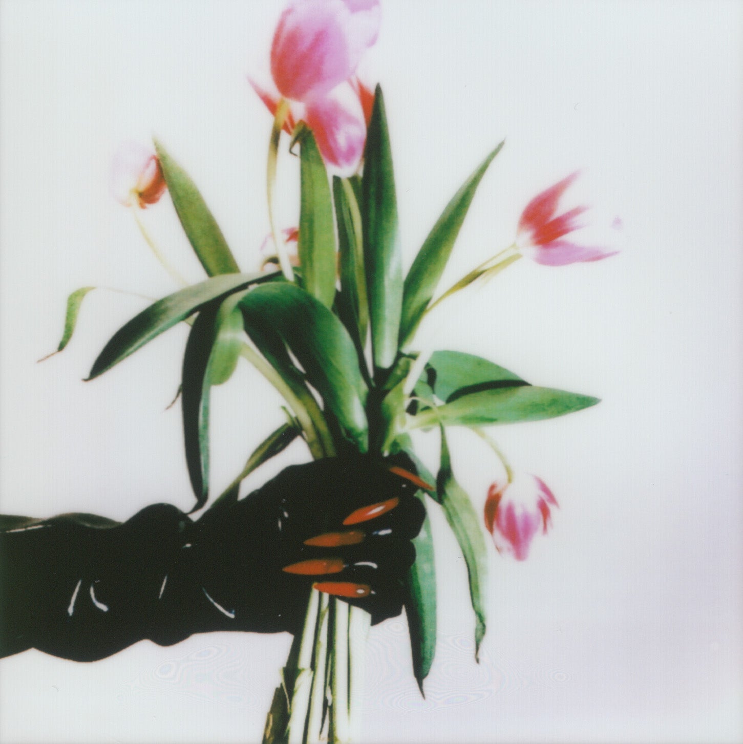 Helena Calmfors "Tulip Offerings" polaroid (framed)