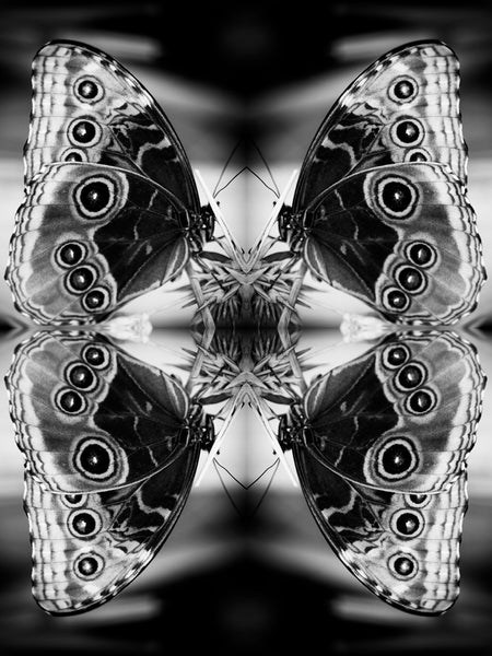 Indira Cesarine "Papiliones No 2" Limited Edition