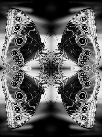 Indira Cesarine "Papiliones No 2" Limited Edition