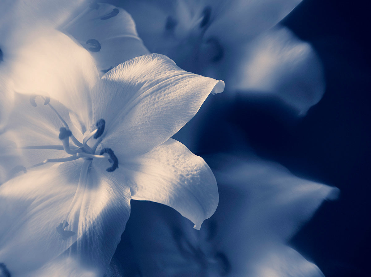 Indira Cesarine "Blue Lillies" Limited Edition