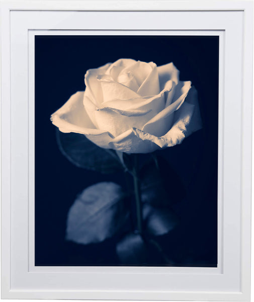 Indira Cesarine "Blue Rose" Limited Edition