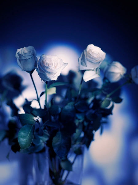 Indira Cesarine "Les Roses Blanches La Nuit Bleue" on Aluminum