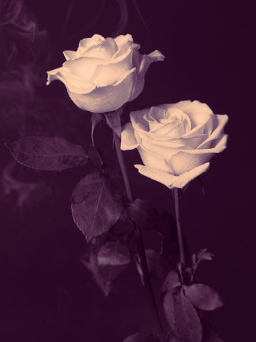 Indira Cesarine "Smoking Magenta Roses" Limited Edition