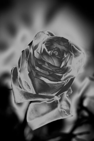 Indira Cesarine "Une Rose Fleurit en Argent" Limited Edition