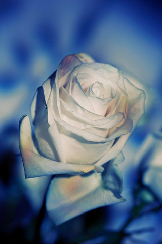 Indira Cesarine "Une Rose Fleurit en Couleur" Limited Edition
