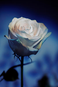Indira Cesarine "Une Seule Rose" Limited Edition