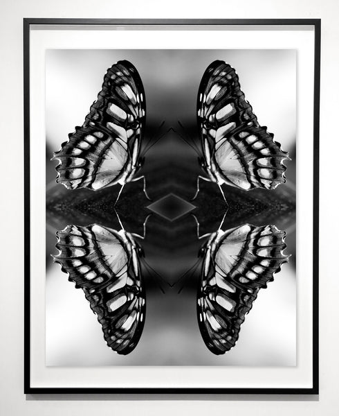 Indira Cesarine "Papiliones No 5" Limited Edition